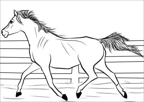 Arabian Mare Coloring Page